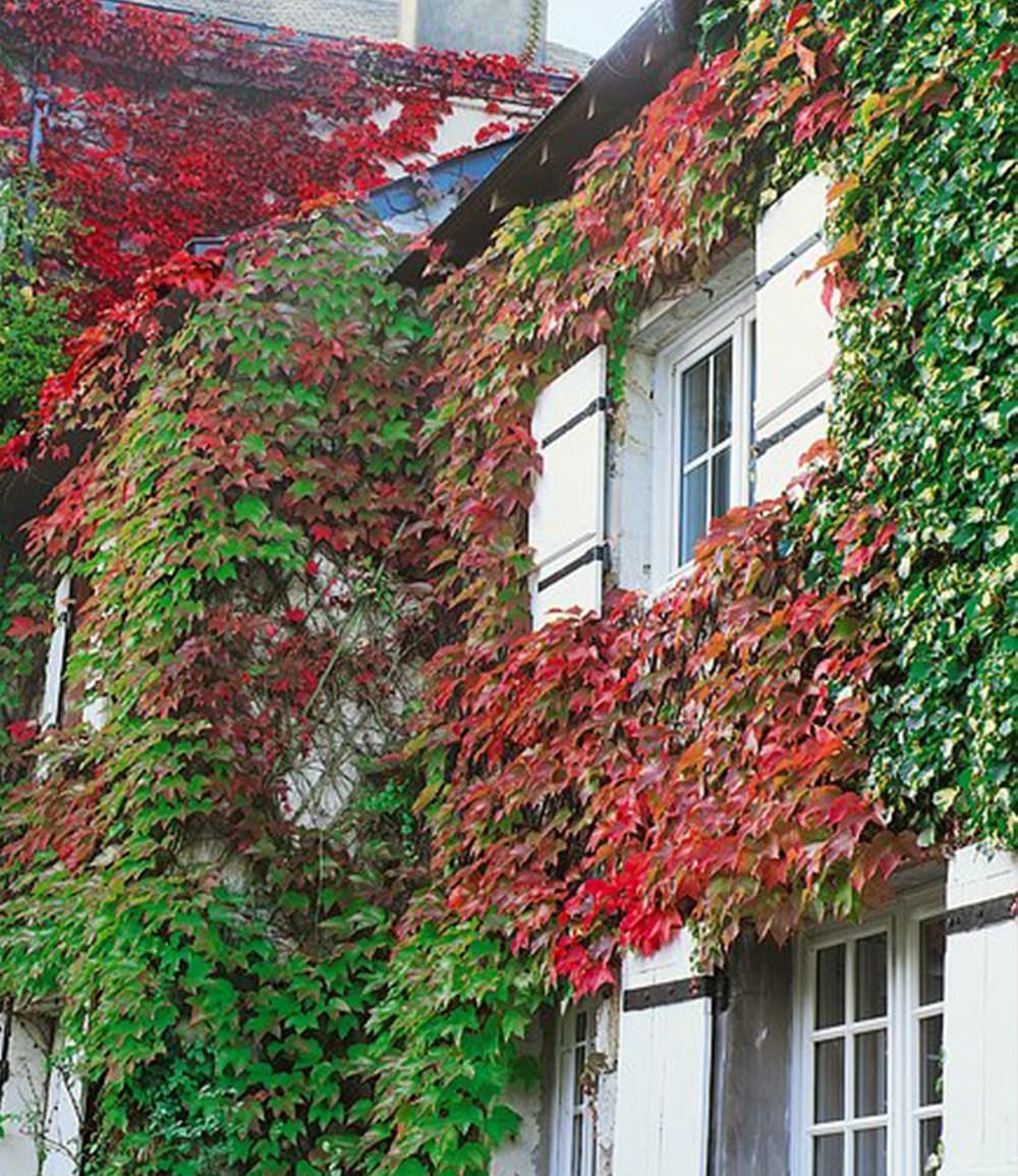 BALDUR Garten Kletterpflanze Wilder Wein 'Veitchii', 1 St., Gespensterpflanze,winterhart, mehrjährig, schnell wachsend