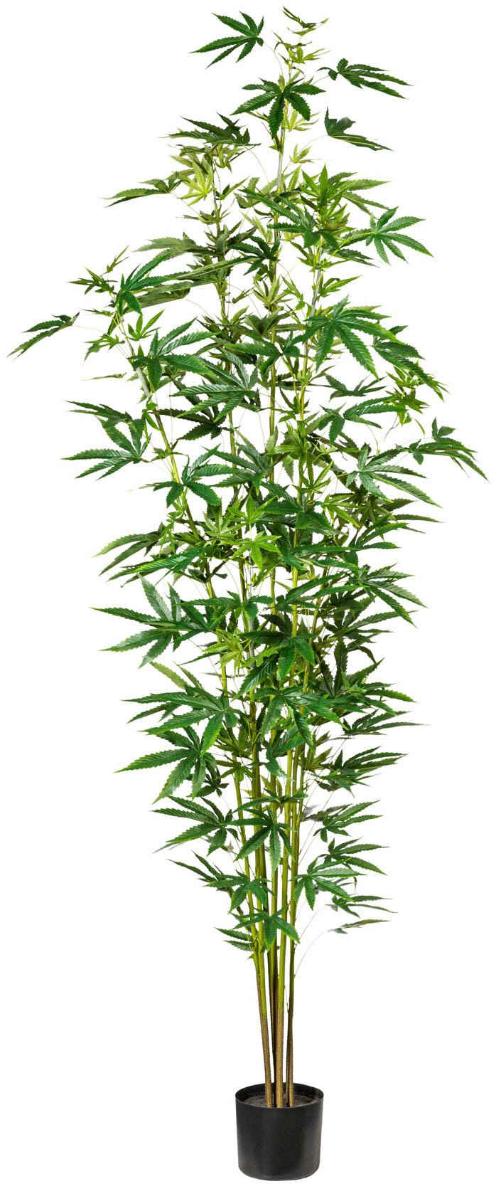 Künstliche Zimmerpflanze Zierhanfpflanze Zierhanf, Creativ green, Höhe 210 cm