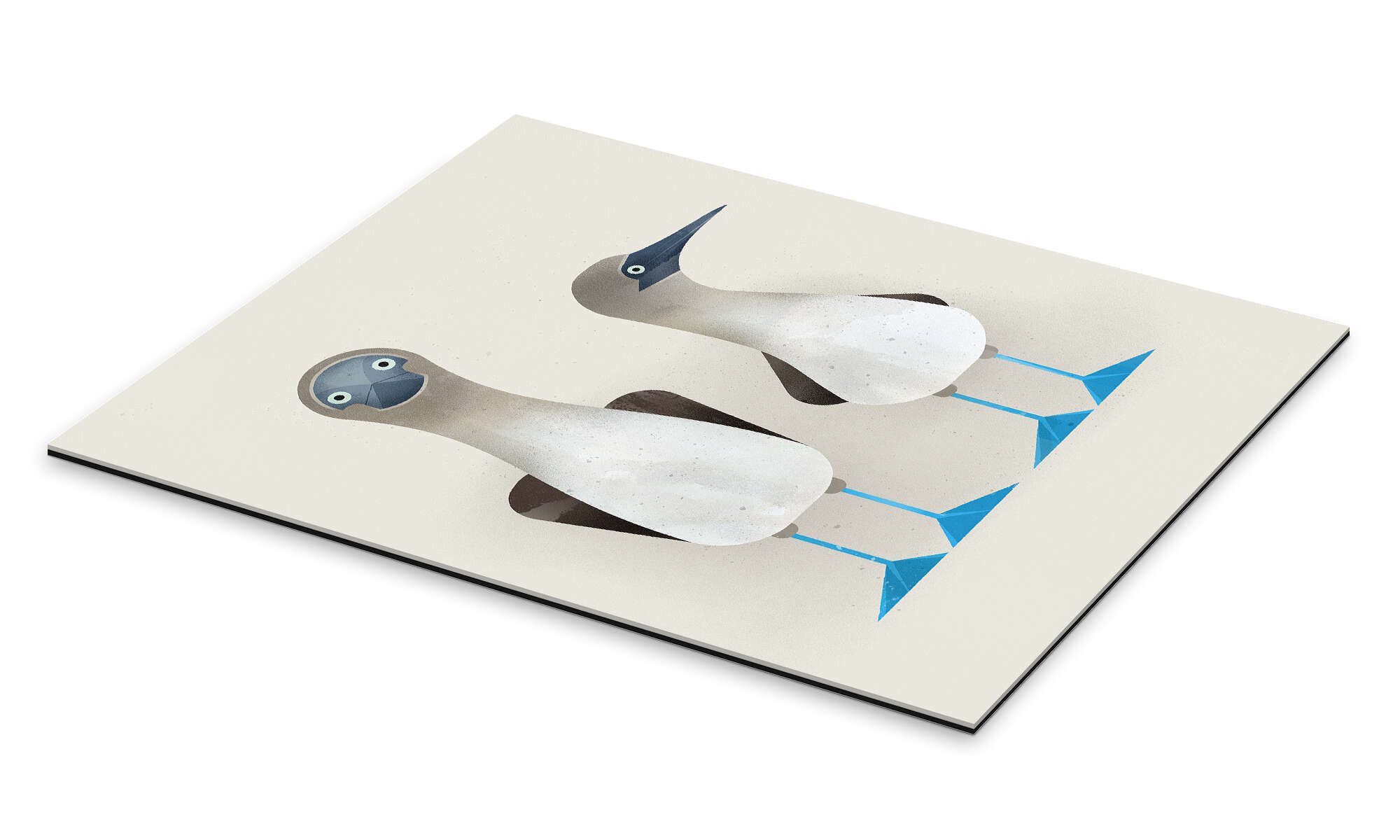 Posterlounge Poster Dieter Braun, Blaufußtölpel, Kinderzimmer günstig online kaufen