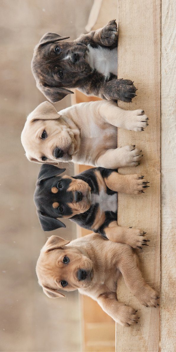 Jerry Fabrics Badetücher Handtuch mit Hund Welpen 100% Baumwolle, Frottee ( günstig online kaufen