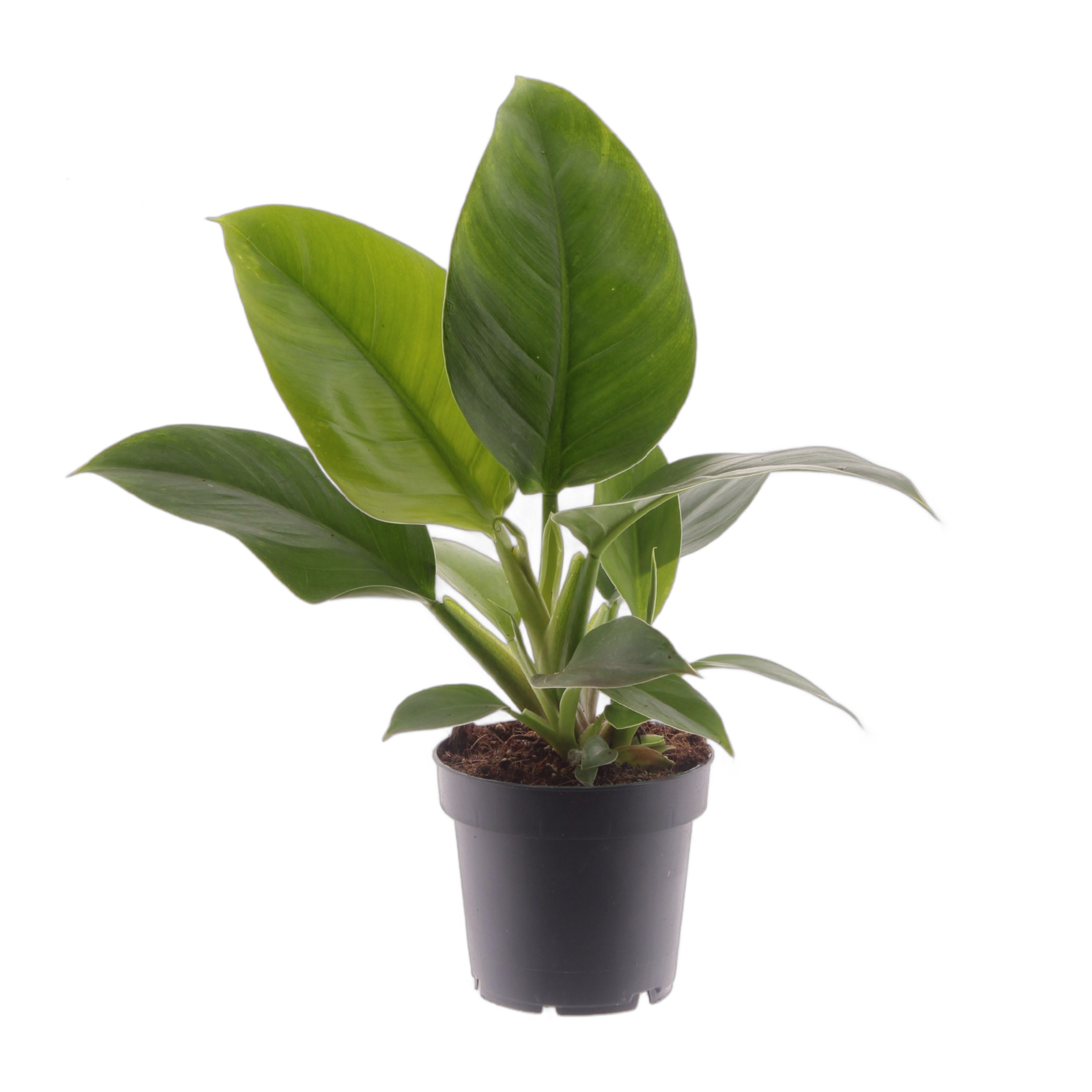 meinvipshop Zimmerpflanze Philodendron Imperial Green 35cm