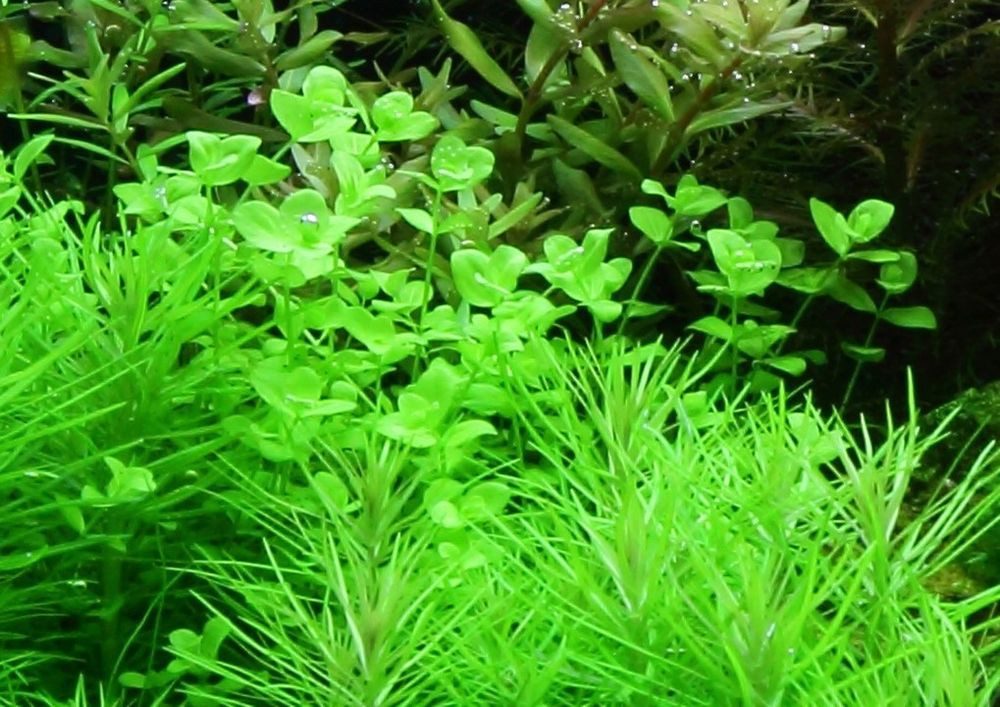 Aquaone Wasserpflanze Aquarium Pflanze Micranthemum umbrosum Nr.348 günstig online kaufen