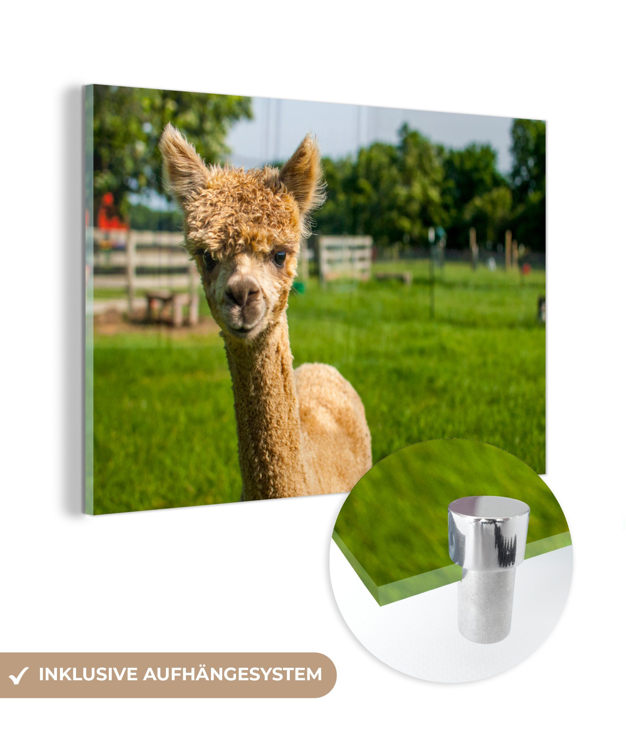 MuchoWow Acrylglasbild Baby - Alpaka - Gras, (1 St), Acrylglasbilder Wohnzimmer & Schlafzimmer