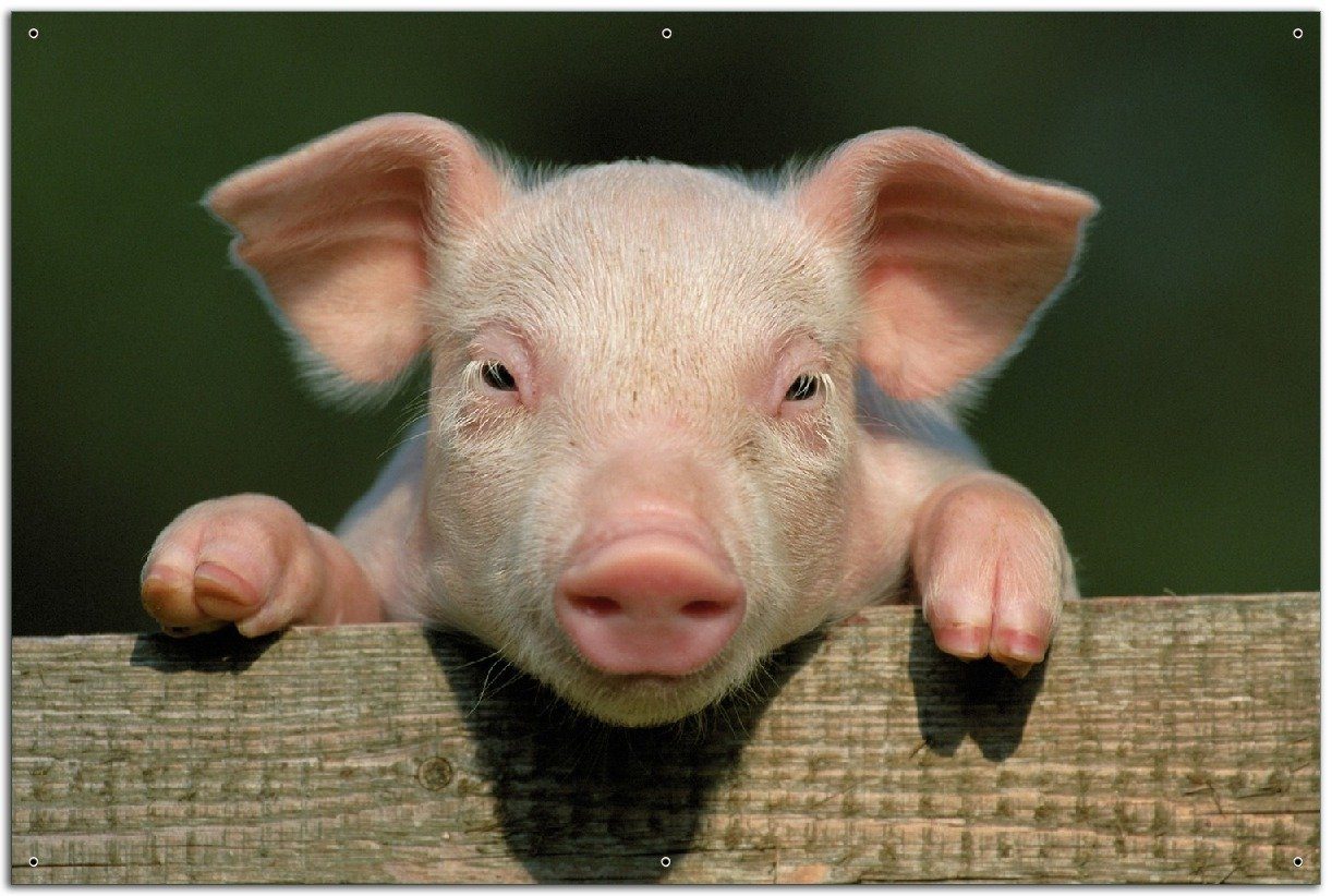 Wallario Sichtschutzzaunmatten Süßes Ferkel auf dem Bauernhof in