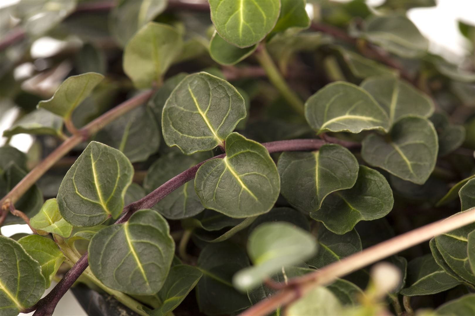 Pflanzen für Dich Bodendecker Mitchella repens, 1 St., Rebhuhnbeere, Kriechende Mitchella, kriechend, rote Beeren
