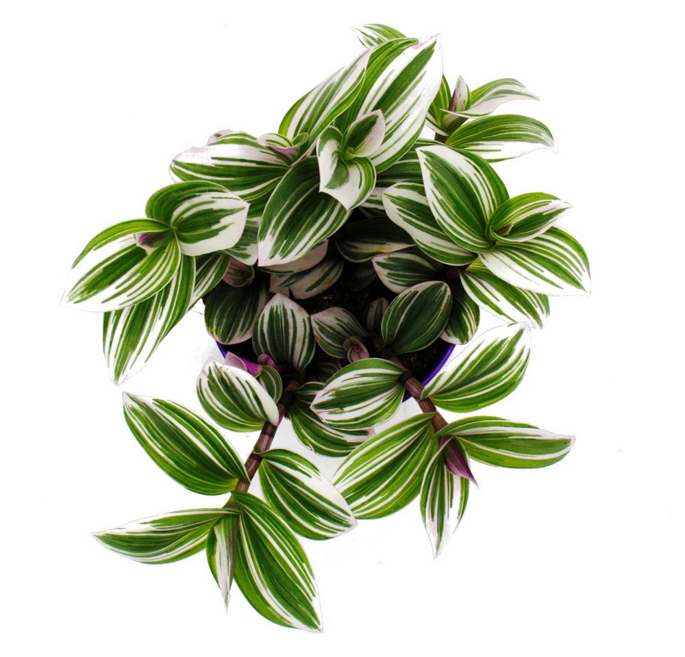 Thumbnail - Exotenherz Zimmerpflanze Dreimasterblume Tradescantia White pflegeleichte 12m Topf weiss
