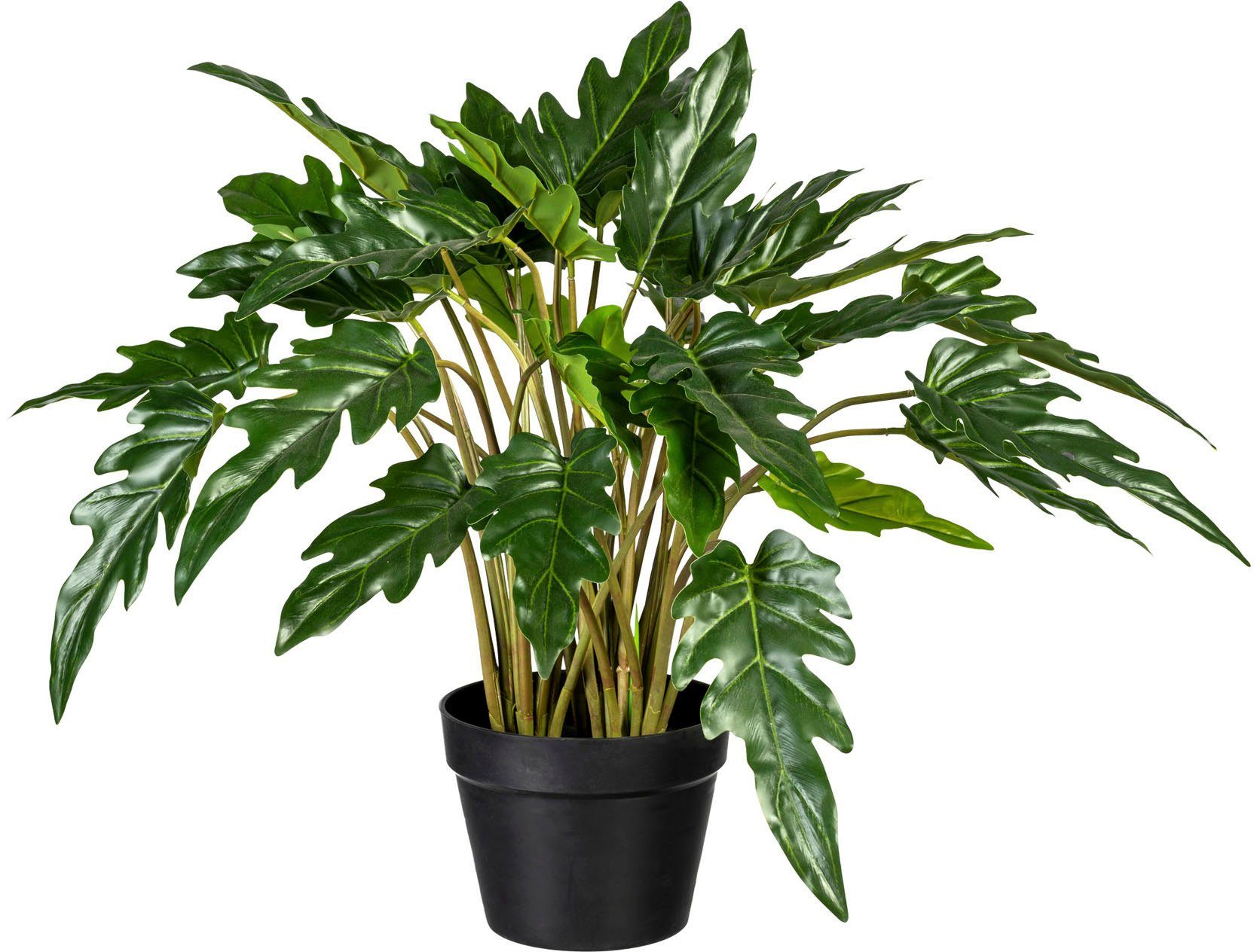 Künstliche Zimmerpflanze »Philodendron xanadu« Philodendron xanadu