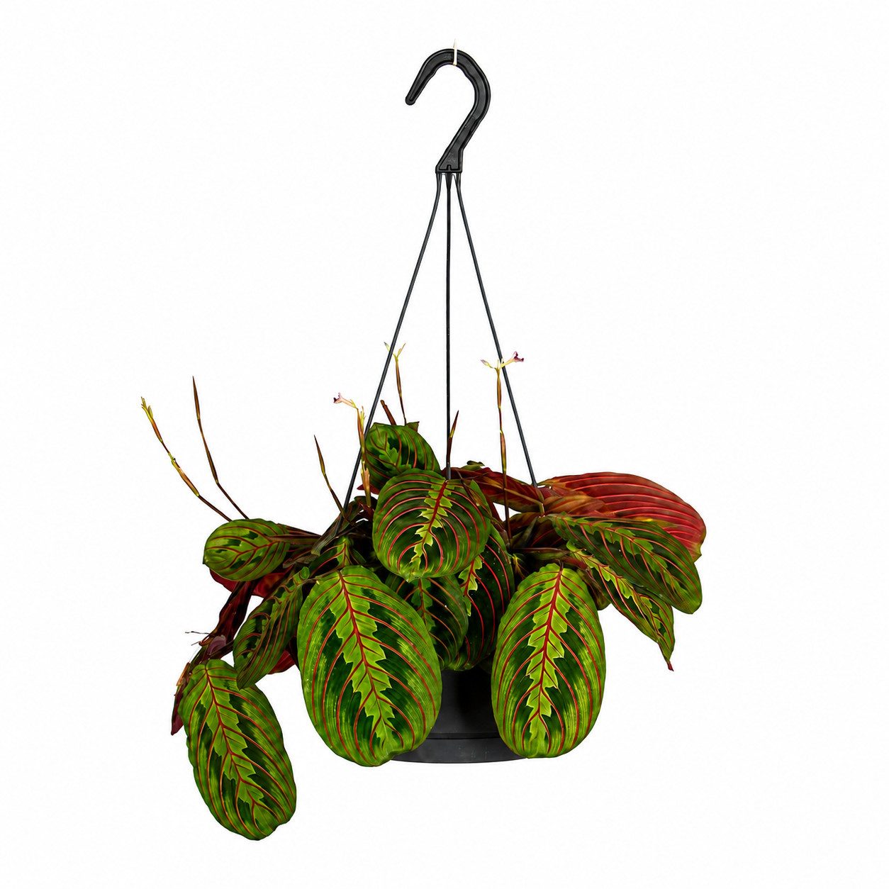 Exotenherz Zimmerpflanze Maranta leuconeura 'Fascinator' Schattenpflanze 17cm Ampeltopf