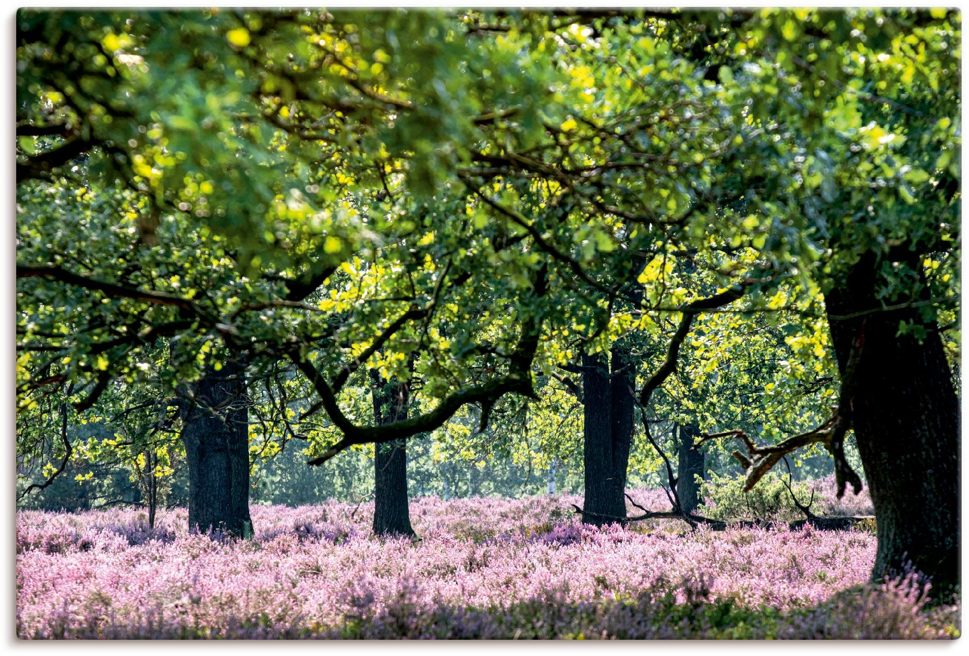 Wandaufkleber & (1 Poster Alubild, Wandbild Baumbilder oder als Größen Wiesen St), Lüneburger Heide, Leinwandbild, Artland in versch.