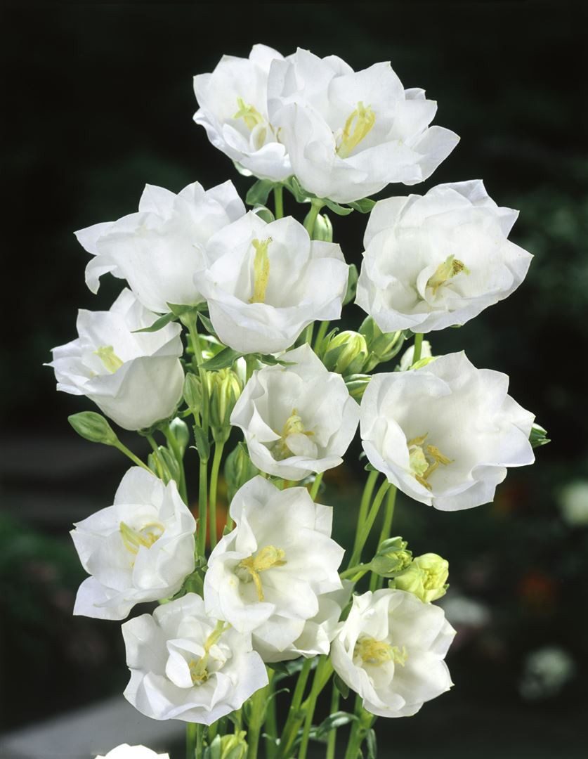 Pflanzen für Dich Staude Campanula pers. Grandiflora Alba, 1 St., Pfirsichblättrige Glockenblume