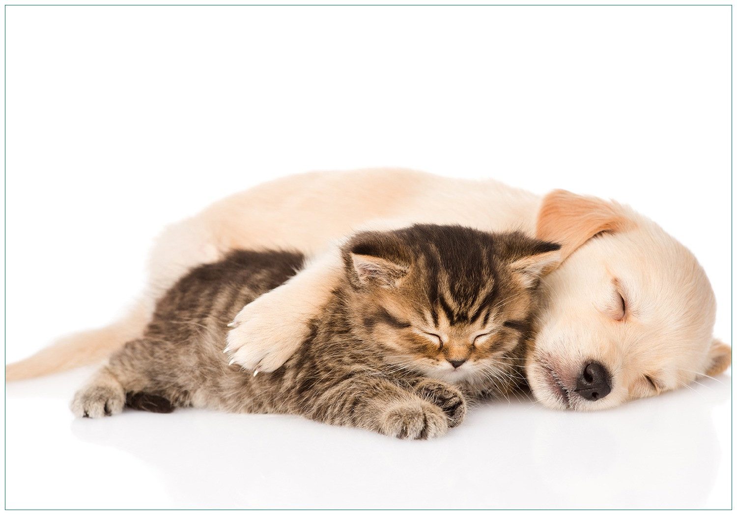Vliestapete Katze und Hund in Harmonie - Kuschelnde Tiere