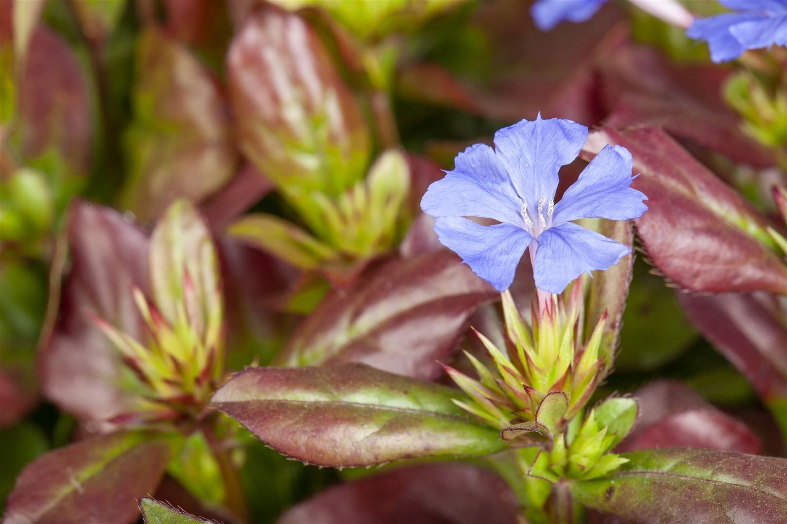 Pflanzen für Dich Staude Ceratostigma plumbaginoides, 1 St., Bleiwurz, Chinesische Bleiwurz