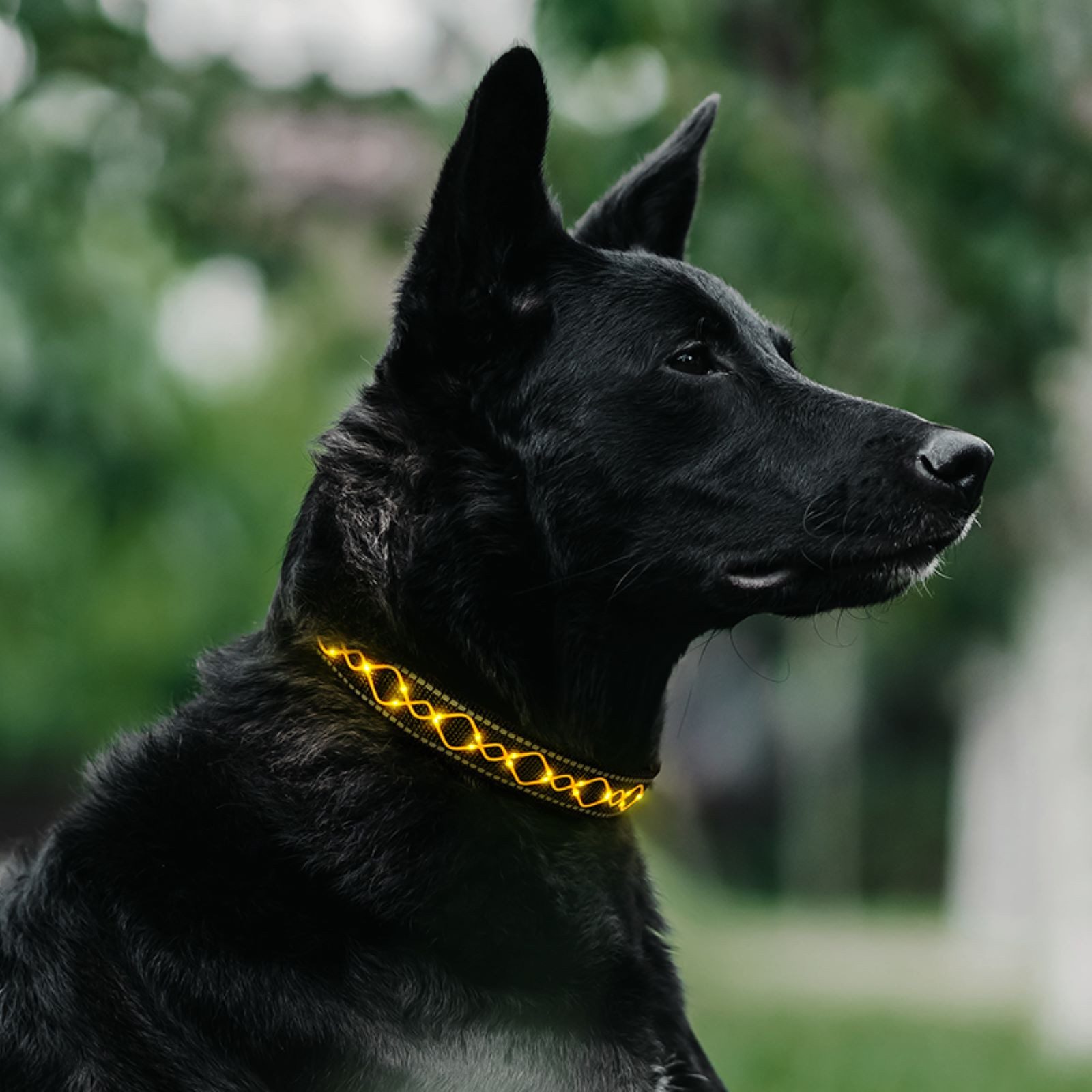 Illes-Laedchen Hunde-Halsband Hundehalsband LED Halsband Blinklicht wiederaufladbar USB