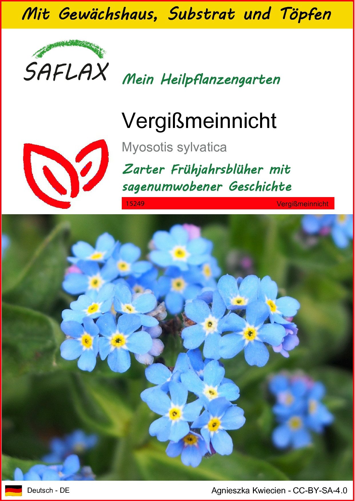 Blumensamen SAFLAX - Anzuchtset - Vergißmeinnicht