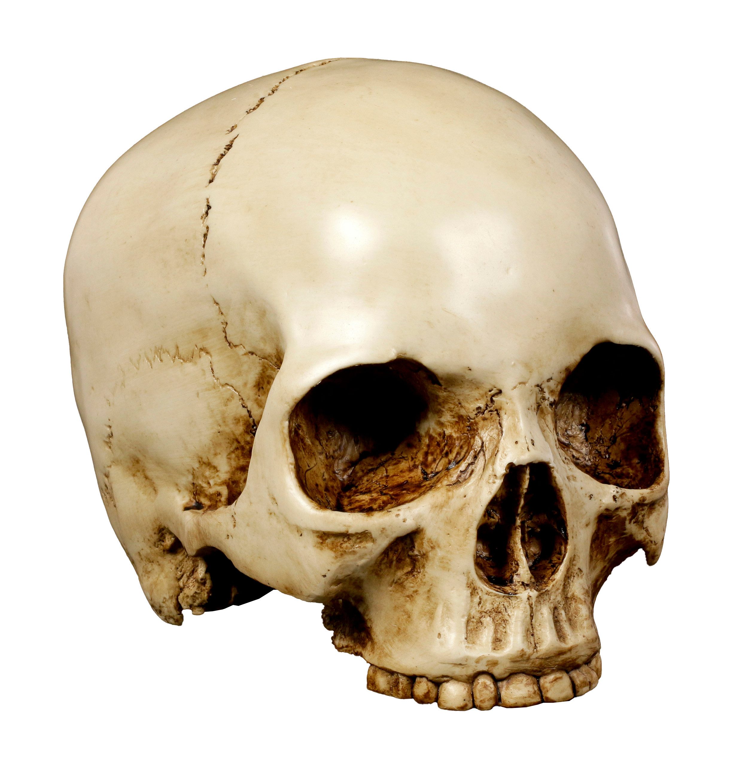 Figuren Shop GmbH Dekoobjekt Menschlicher Totenkopf günstig online kaufen