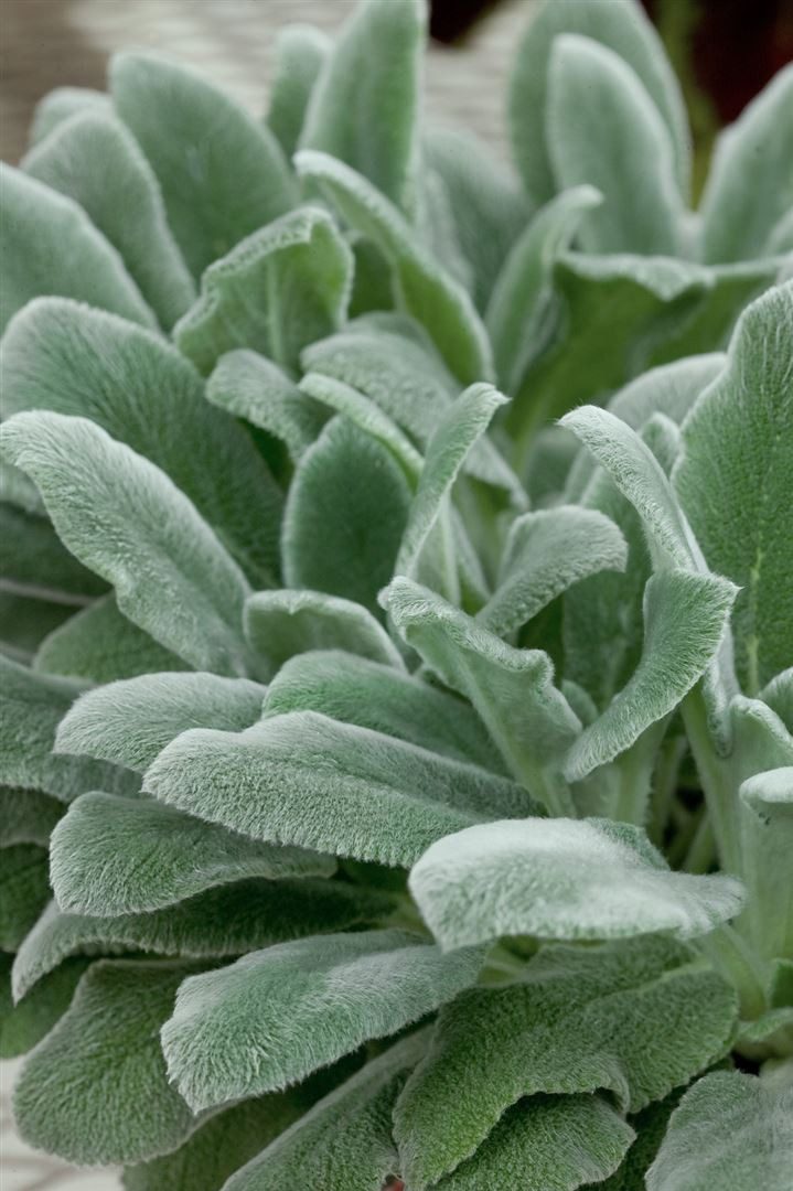 Pflanzen für Dich Staude Stachys byzantina, 1 St., Wollziest, Eselsohr, Hasenöhrchen
