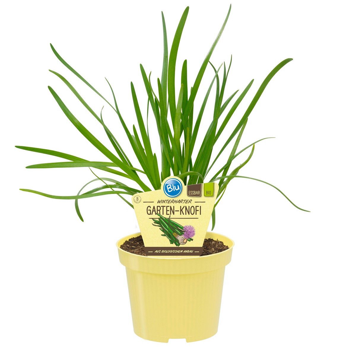 Exotenherz Gewürzkraut Gartenknofi in BIO-Qualität Allium Hybride Kräuterpflanze im 12cm Topf