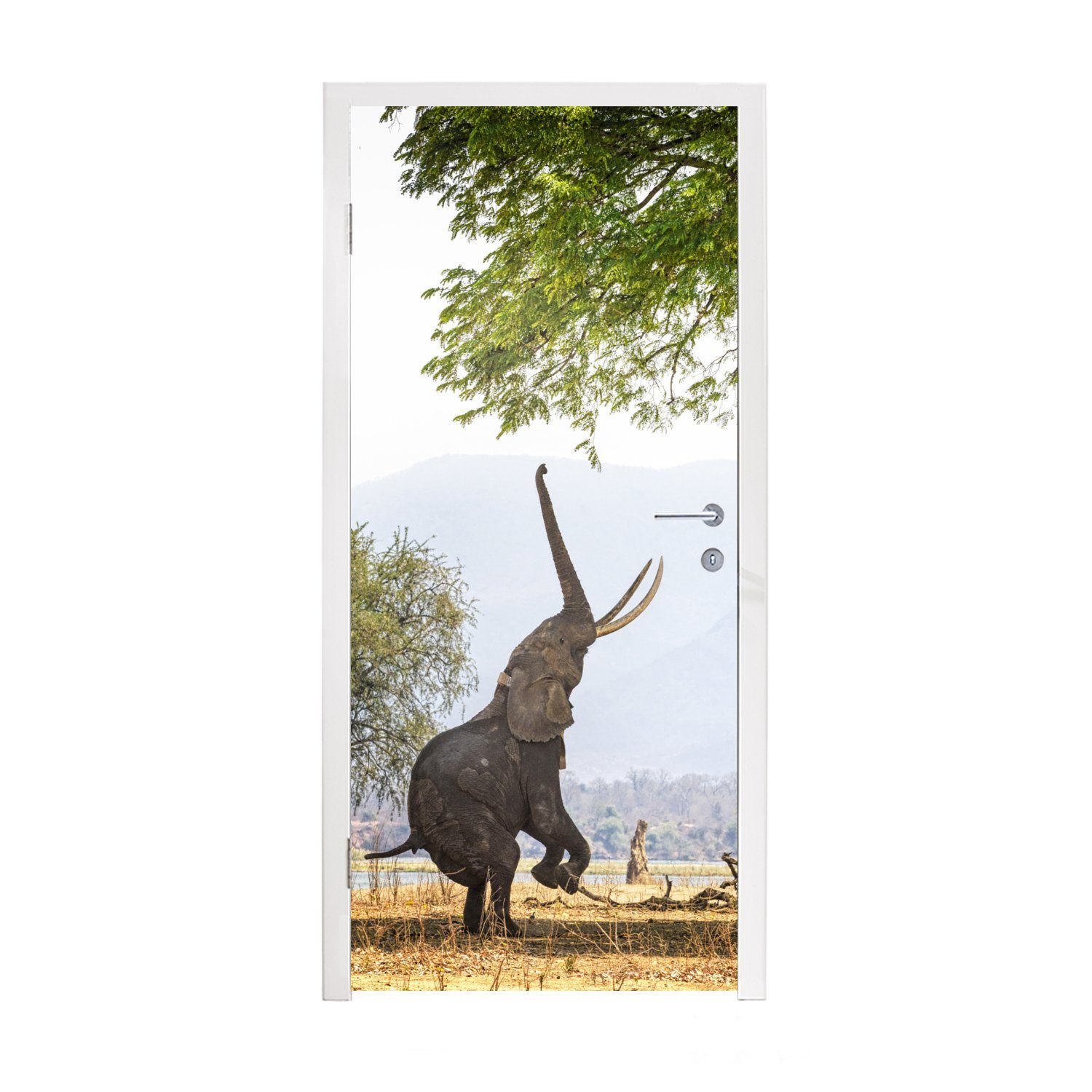 Elefanten erreichen, bedruckt, (1 Tür, in Matt, 75x205 für Türtapete Türaufkleber, Simbabwe Fototapete MuchoWow cm St),