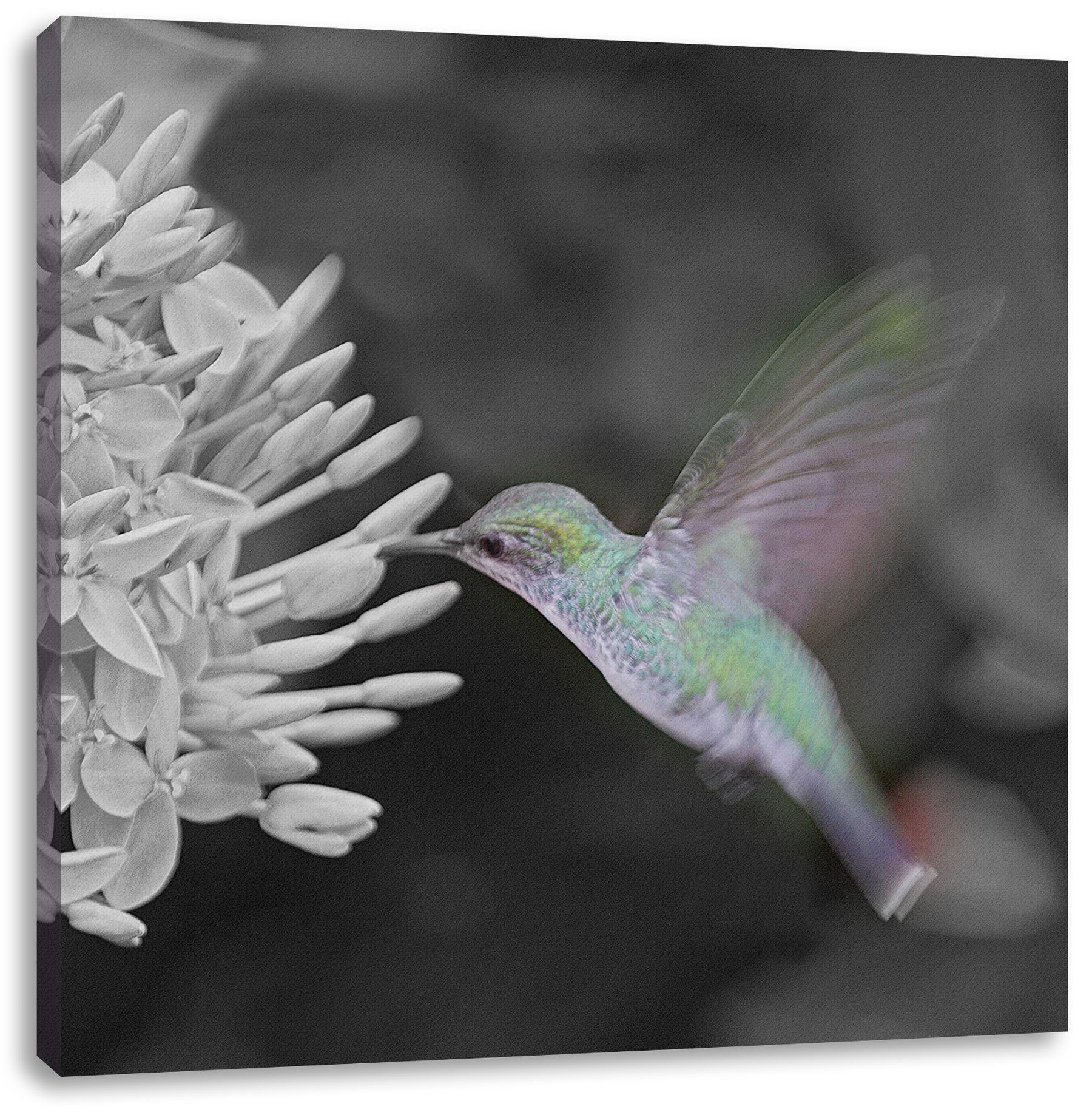 Pixxprint Leinwandbild Kolibri an Blüte, Kolibri an Blüte (1 St), Leinwandbild fertig bespannt, inkl. Zackenaufhänger