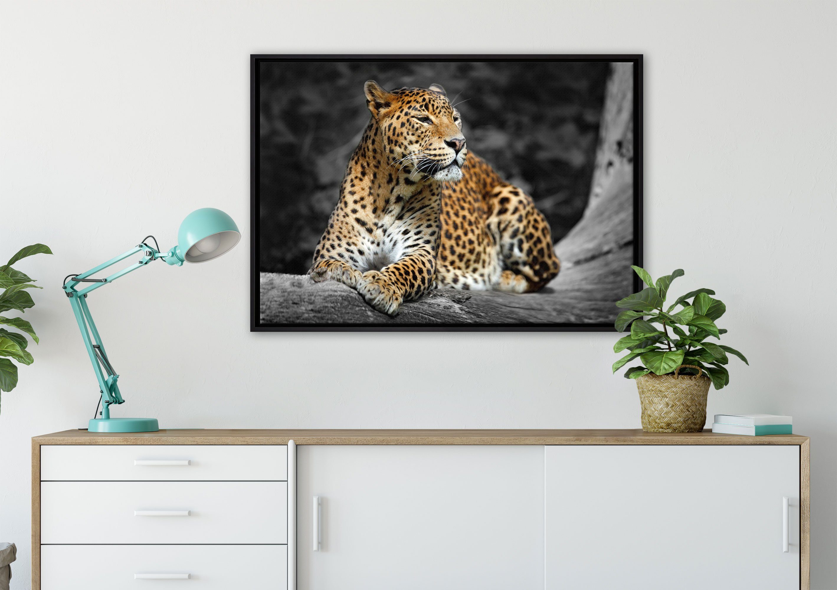 gefasst, Zackenaufhänger Leinwandbild Wanddekoration in einem fertig bespannt, St), in Leopard der inkl. Wunderschöner Schattenfugen-Bilderrahmen Natur, Pixxprint Leinwandbild (1
