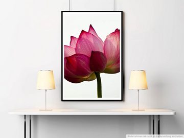 Sinus Art Poster Wunderschöne gestreifte Lotusblume 60x90cm Poster