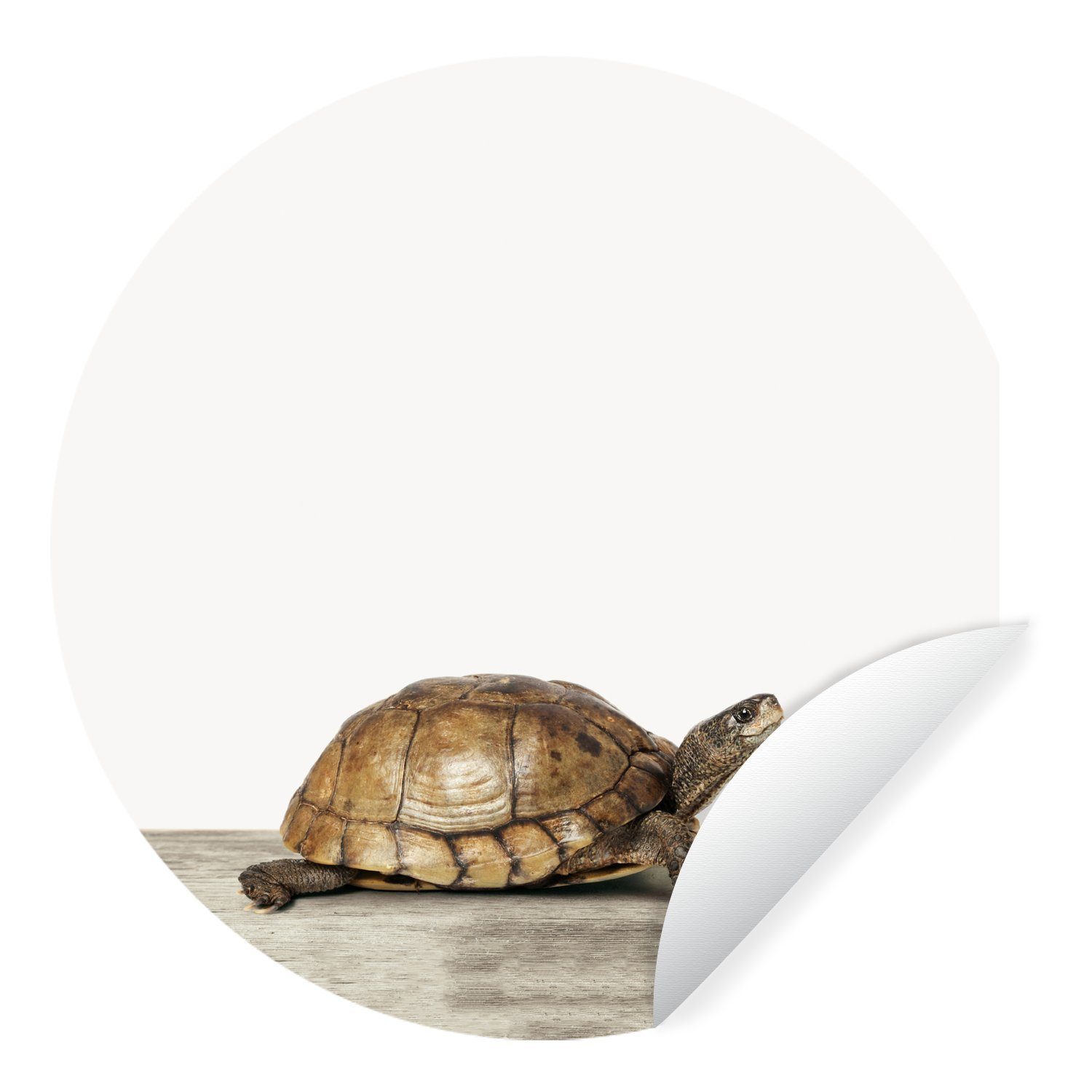 MuchoWow Wandsticker Tiere - Schildkröte - Weiß (1 St), Tapetenkreis für Kinderzimmer, Tapetenaufkleber, Rund, Wohnzimmer