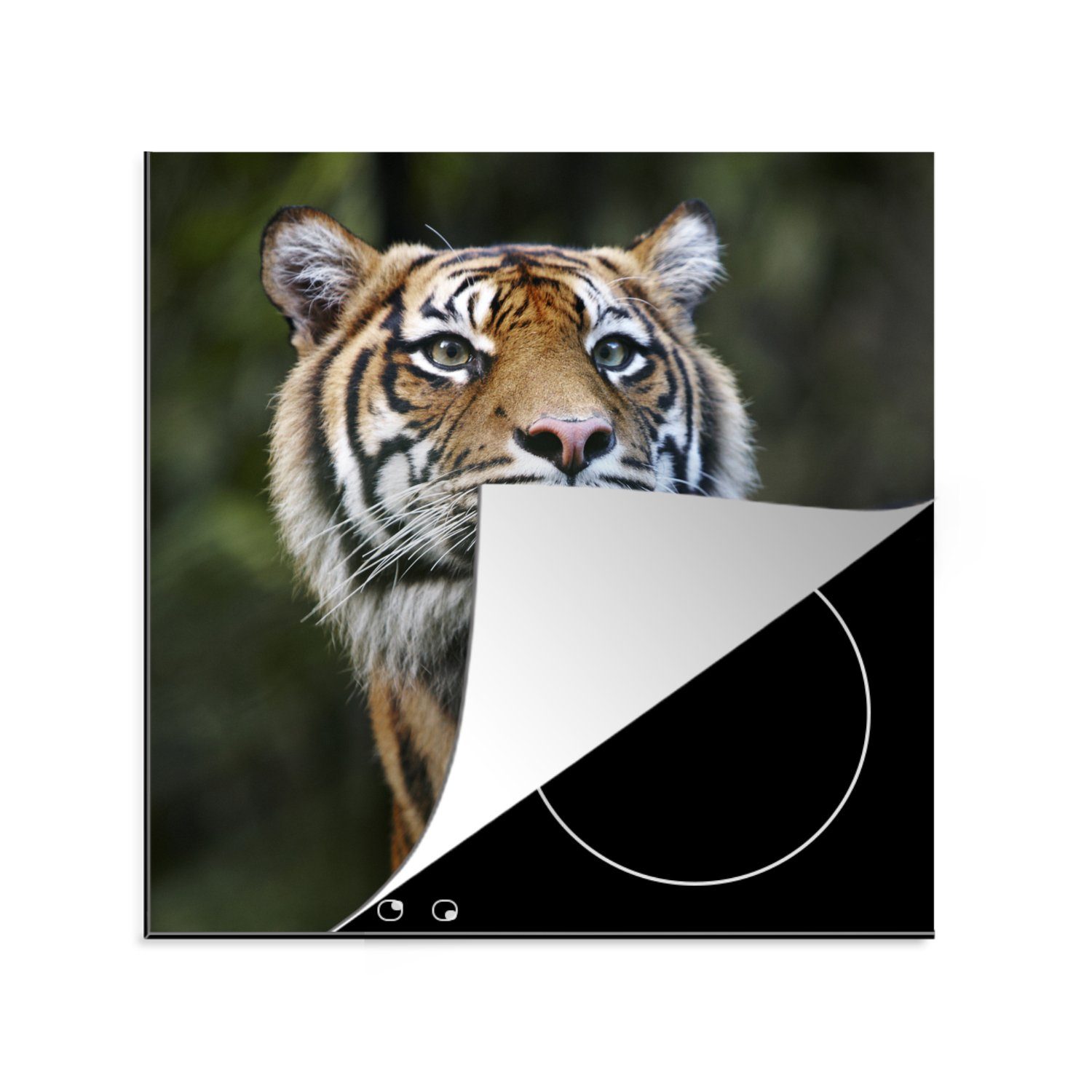 MuchoWow Herdblende-/Abdeckplatte Porträt eines Sumatra-Tigers, Vinyl, (1 tlg), 78x78 cm, Ceranfeldabdeckung, Arbeitsplatte für küche