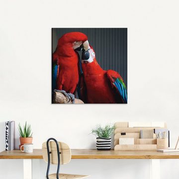 Artland Glasbild Papageien, Vögel (1 St), in verschiedenen Größen