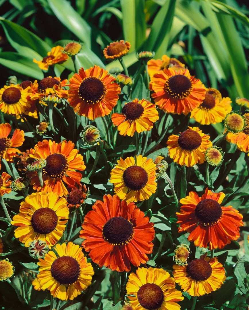 Pflanzen für Dich Staude Helenium 'Sahin's Early Flowerer', 1 St., Sonnenbraut