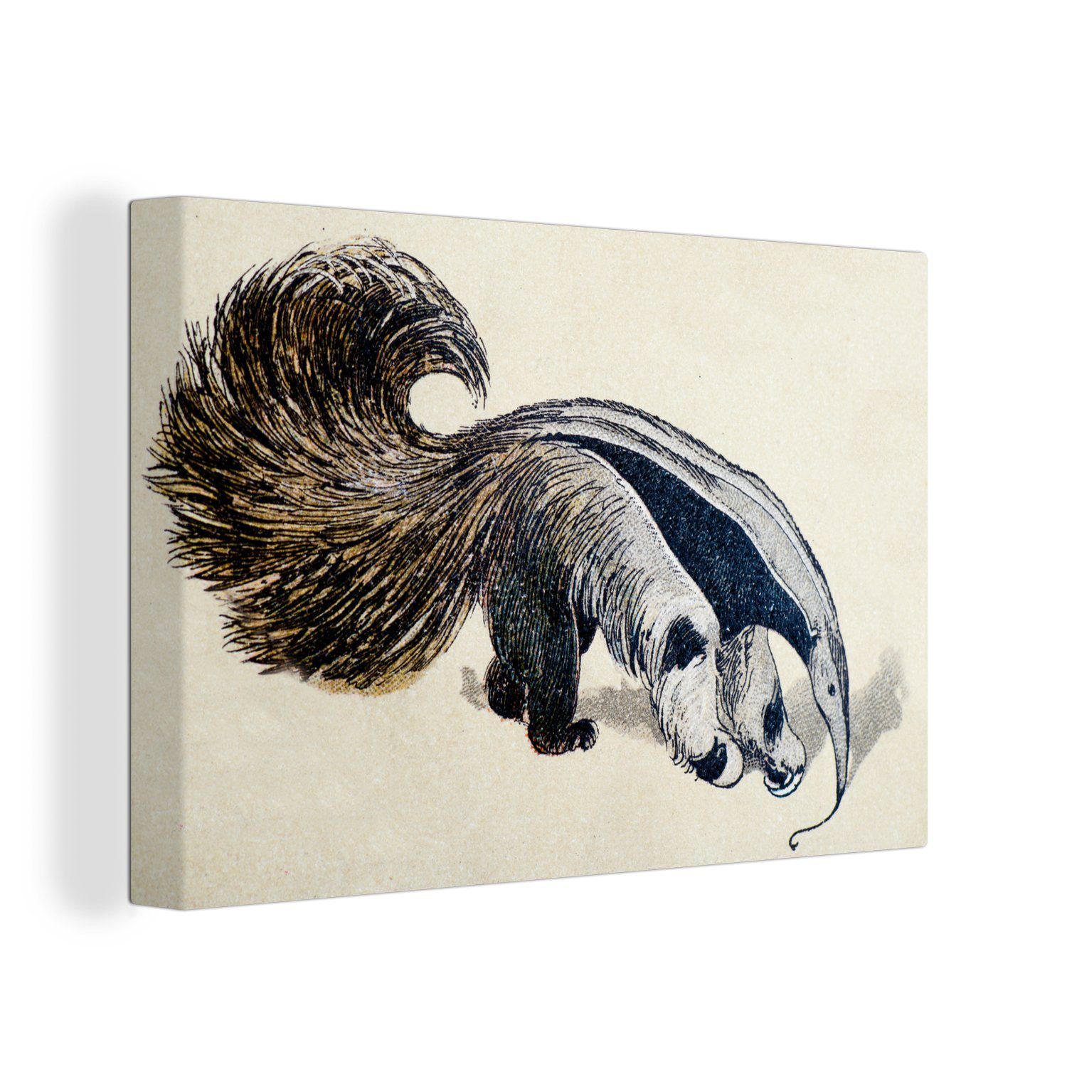 OneMillionCanvasses® Leinwandbild Eine antike Illustration eines riesigen Ameisenbären, (1 St), Wandbild Leinwandbilder, Aufhängefertig, Wanddeko, 30x20 cm