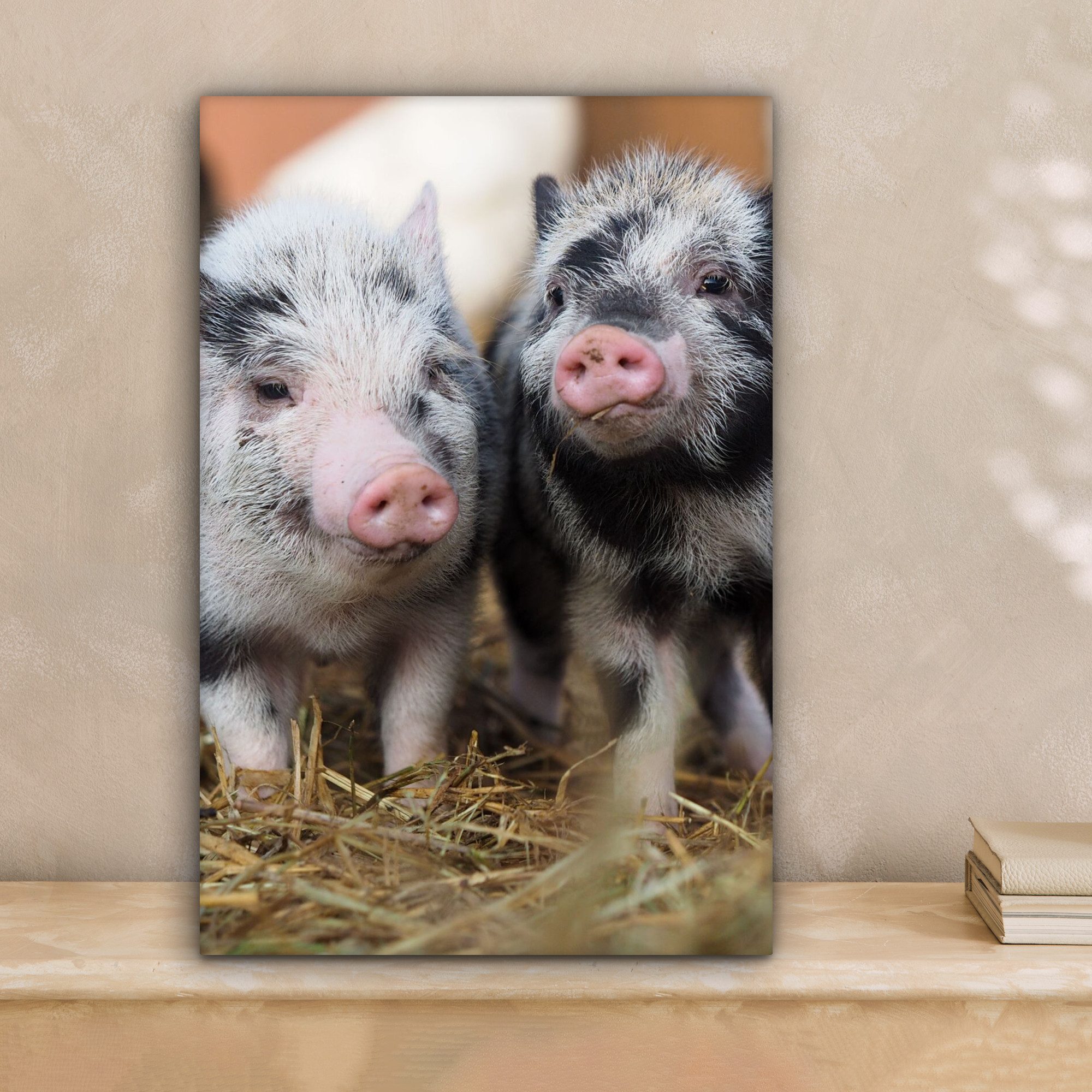 OneMillionCanvasses® Leinwandbild Schwein - Tiere - günstig online kaufen
