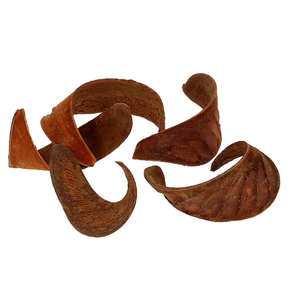 Trockenblume Exotische Dekoschote für Tisch- und Adventkränze, 25 Stück, Viana, Höhe 9.6 cm