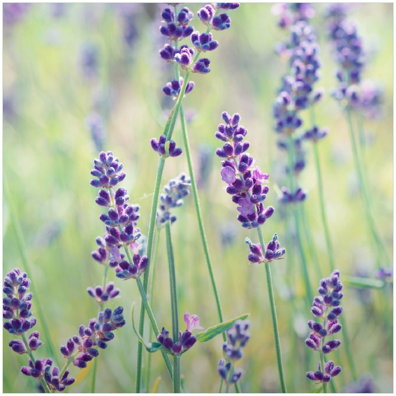 Wallario Memoboard Lila Blumenfreude - Violette Pflanzen auf der Wiese