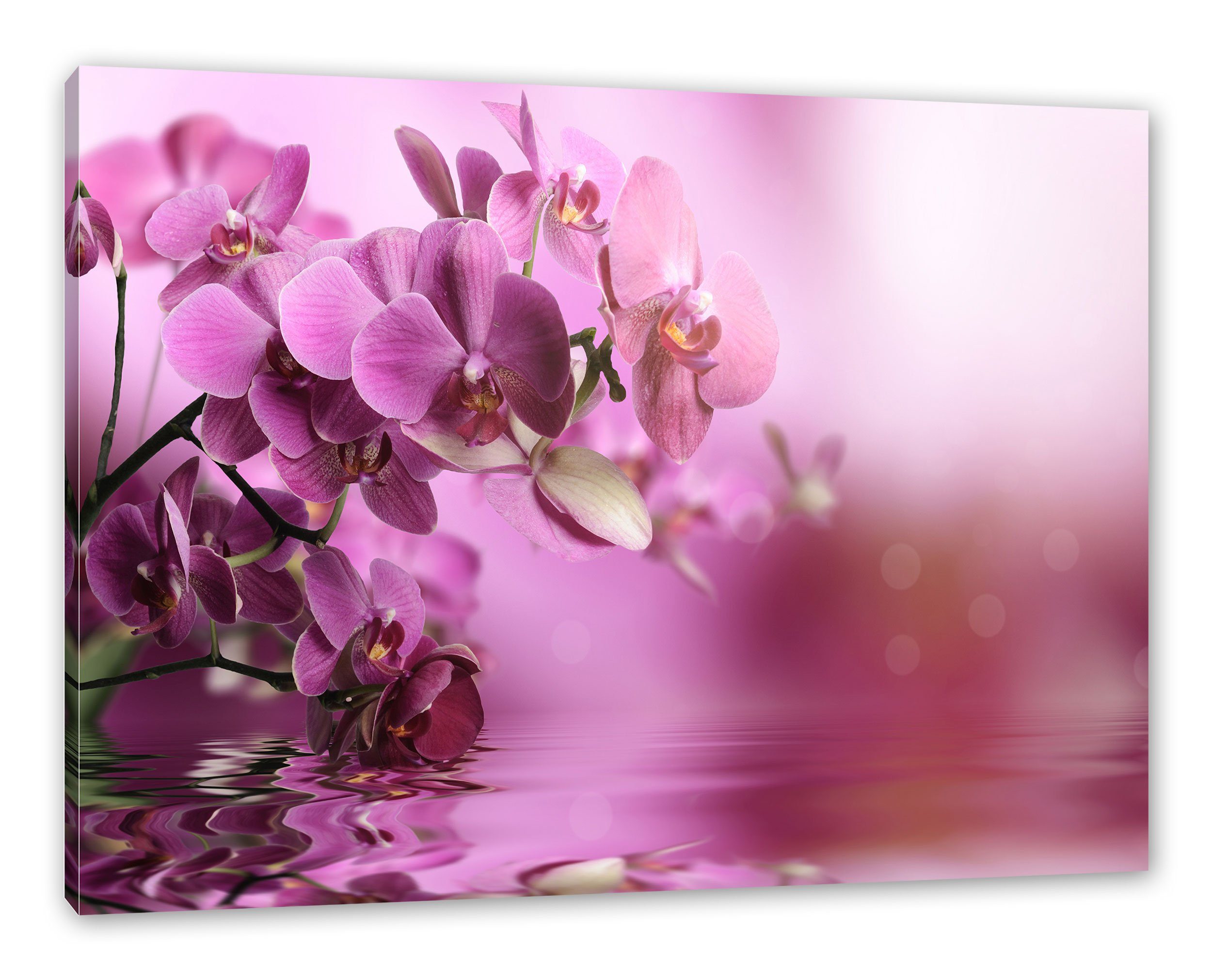 Wunderschöne Zackenaufhänger Wunderschöne Leinwandbild Pixxprint inkl. bespannt, fertig Leinwandbild St), Orchideenblüten (1 Orchideenblüten,