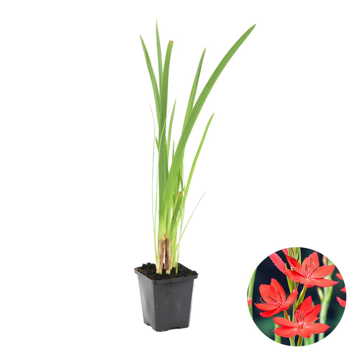Bloomique Wasserpflanze Schizostylis Coccinea, Kaffernlilie, Rot, 30-40 cm, Topf 9 cm, 1 St.