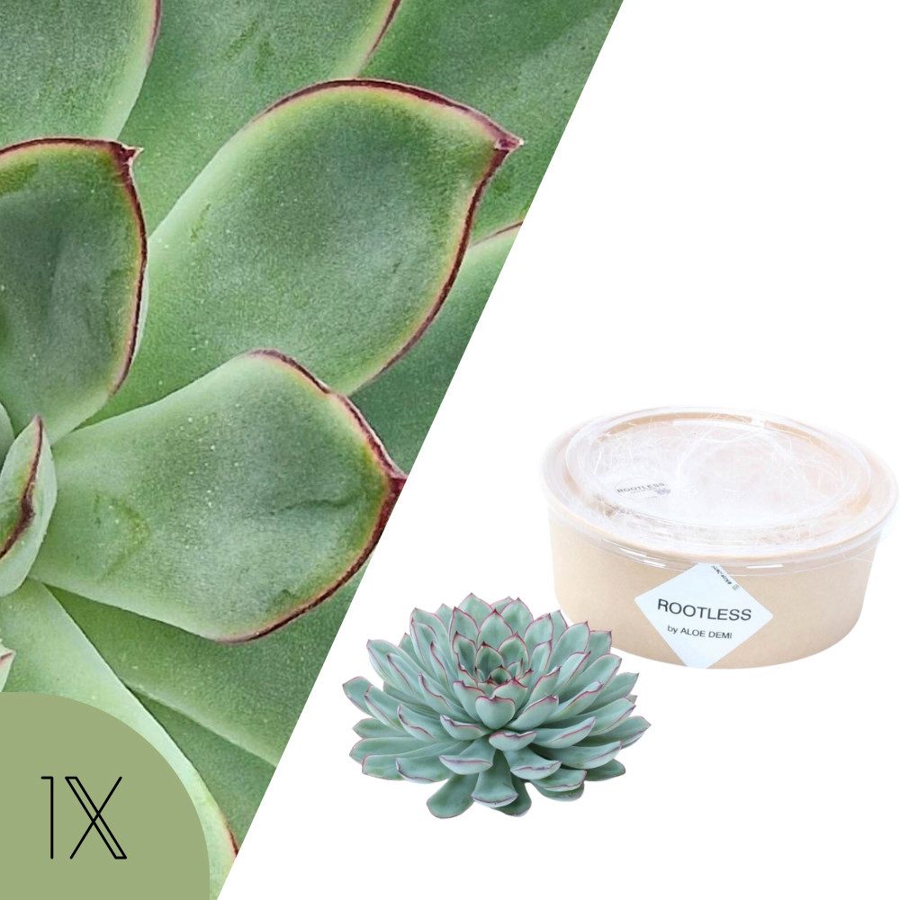 NatureNest Zimmerpflanze Echeveria Pulidonis, kompakte SukkuFrühling, rosettenförmige