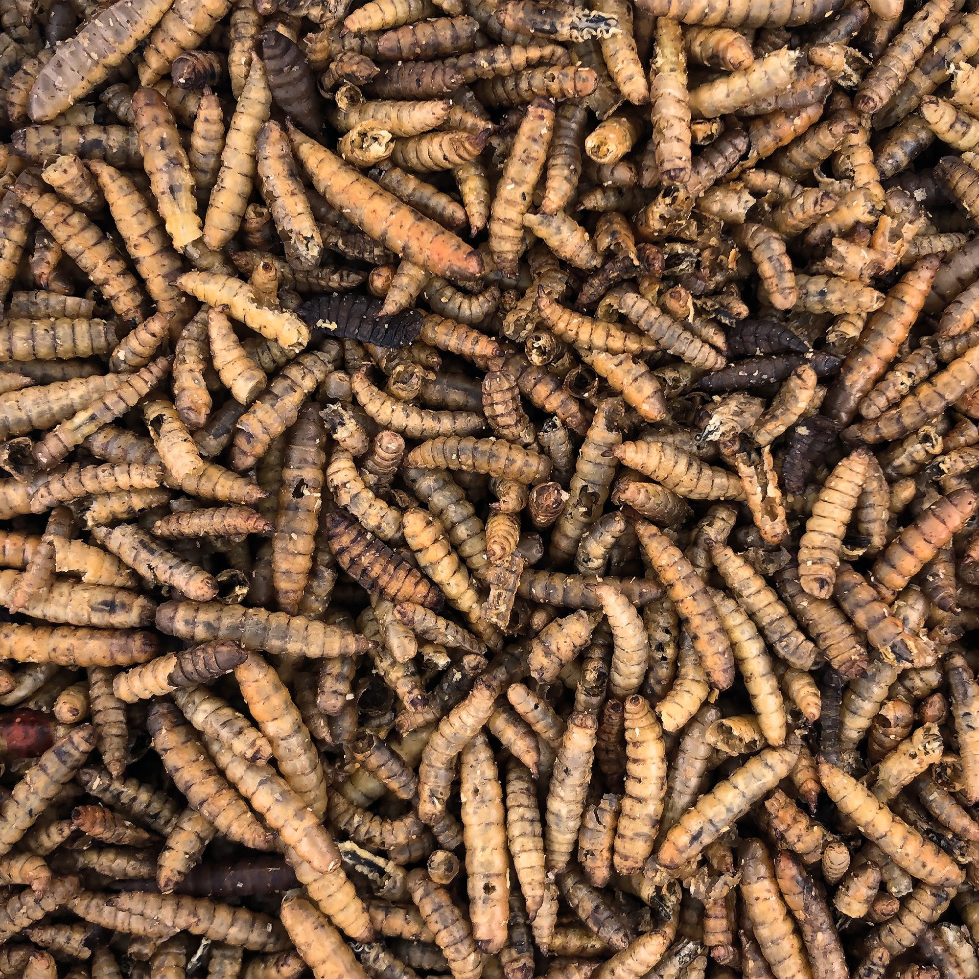 Orni Soldatenfliegenlarven getrocknet - Insektenfutter ohne Zusatzstoffe, Ergänzungsfutter für: Nutz-/ Wildtier