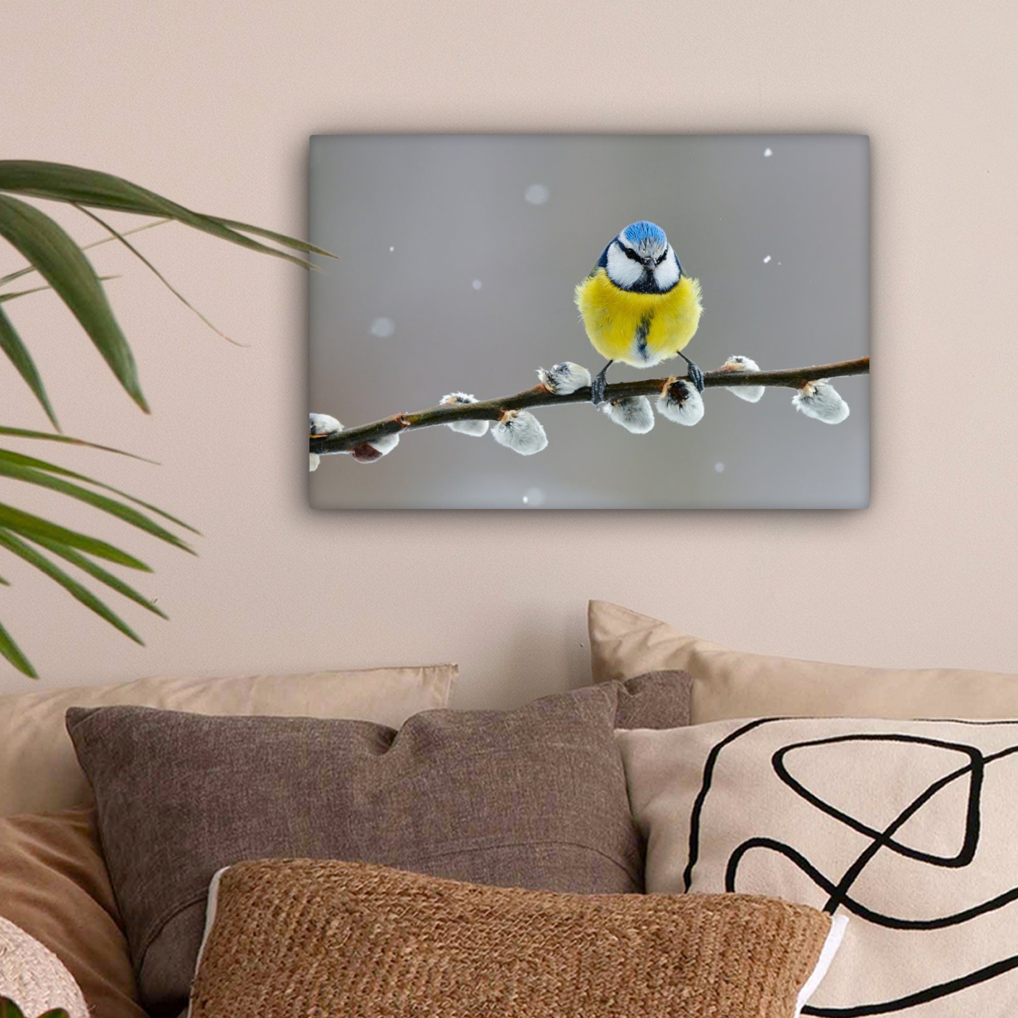 OneMillionCanvasses® Leinwandbild Blaumeise - Vogel - günstig online kaufen