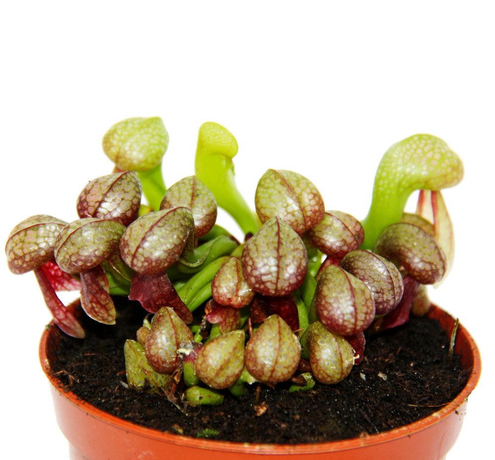 Exotenherz Zimmerpflanze Fleischfressende Pflanze Darlingtonia californica 9cm Topf Rarität – Bild 2 von 5