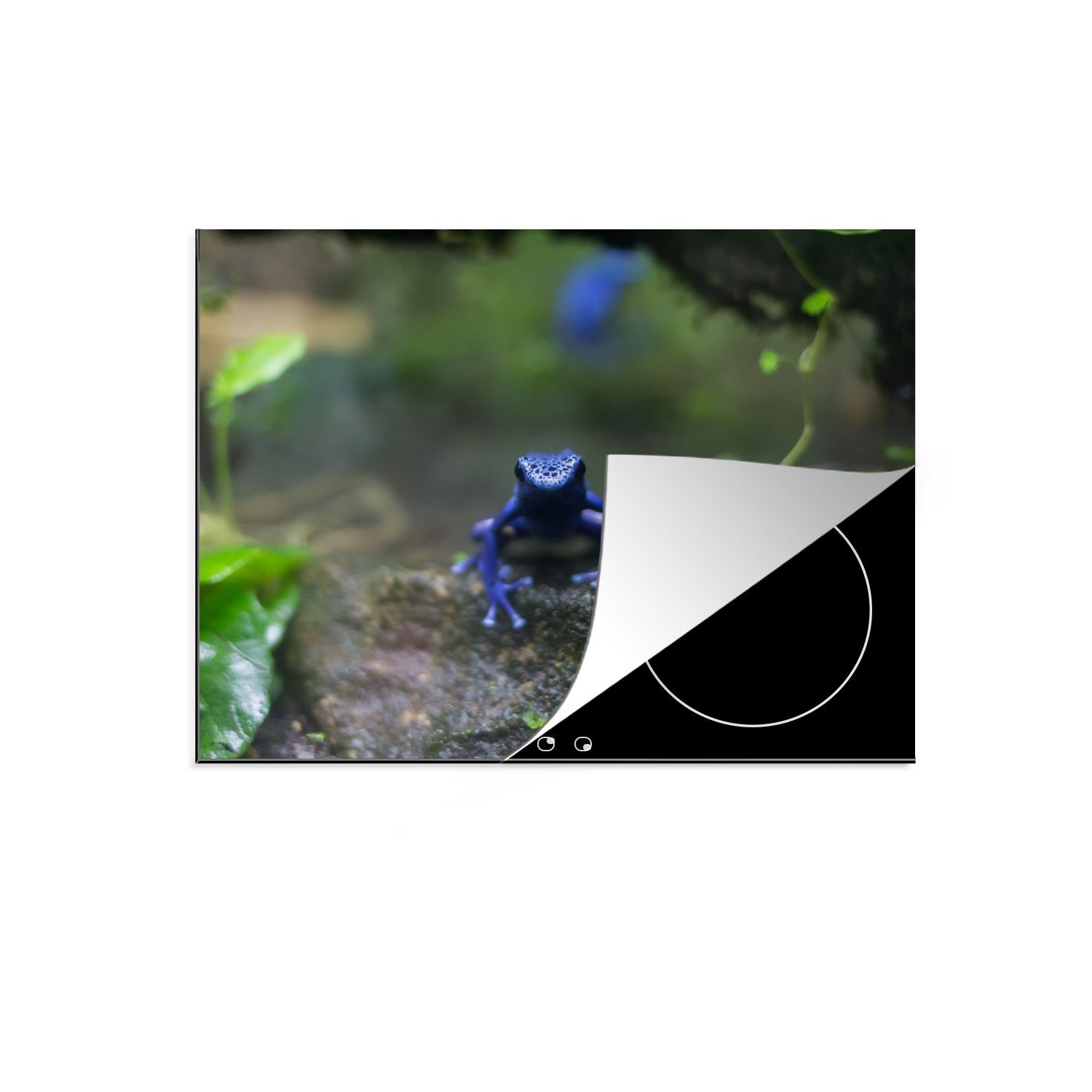 MuchoWow Herdblende-/Abdeckplatte Blauer Frosch im Dschungel, Vinyl, (1 tlg), 70x52 cm, Mobile Arbeitsfläche nutzbar, Ceranfeldabdeckung