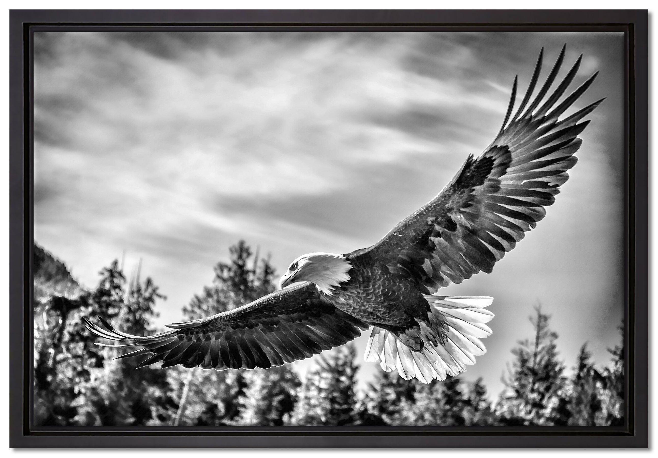 Pixxprint Leinwandbild Adler, Wanddekoration (1 St), Leinwandbild fertig bespannt, in einem Schattenfugen-Bilderrahmen gefasst, inkl. Zackenaufhänger