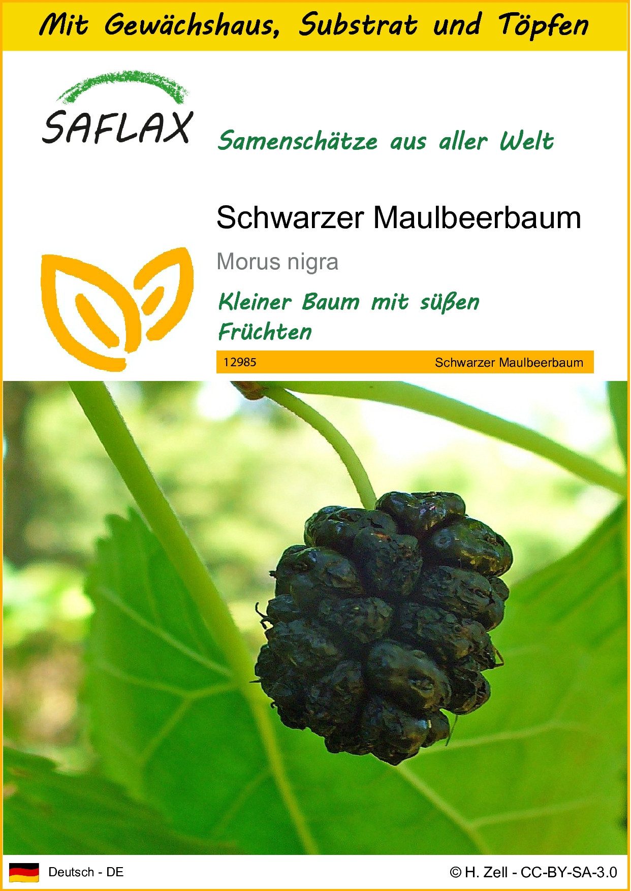 Blumensamen SAFLAX - Anzuchtset - Schwarzer Maulbeerbaum