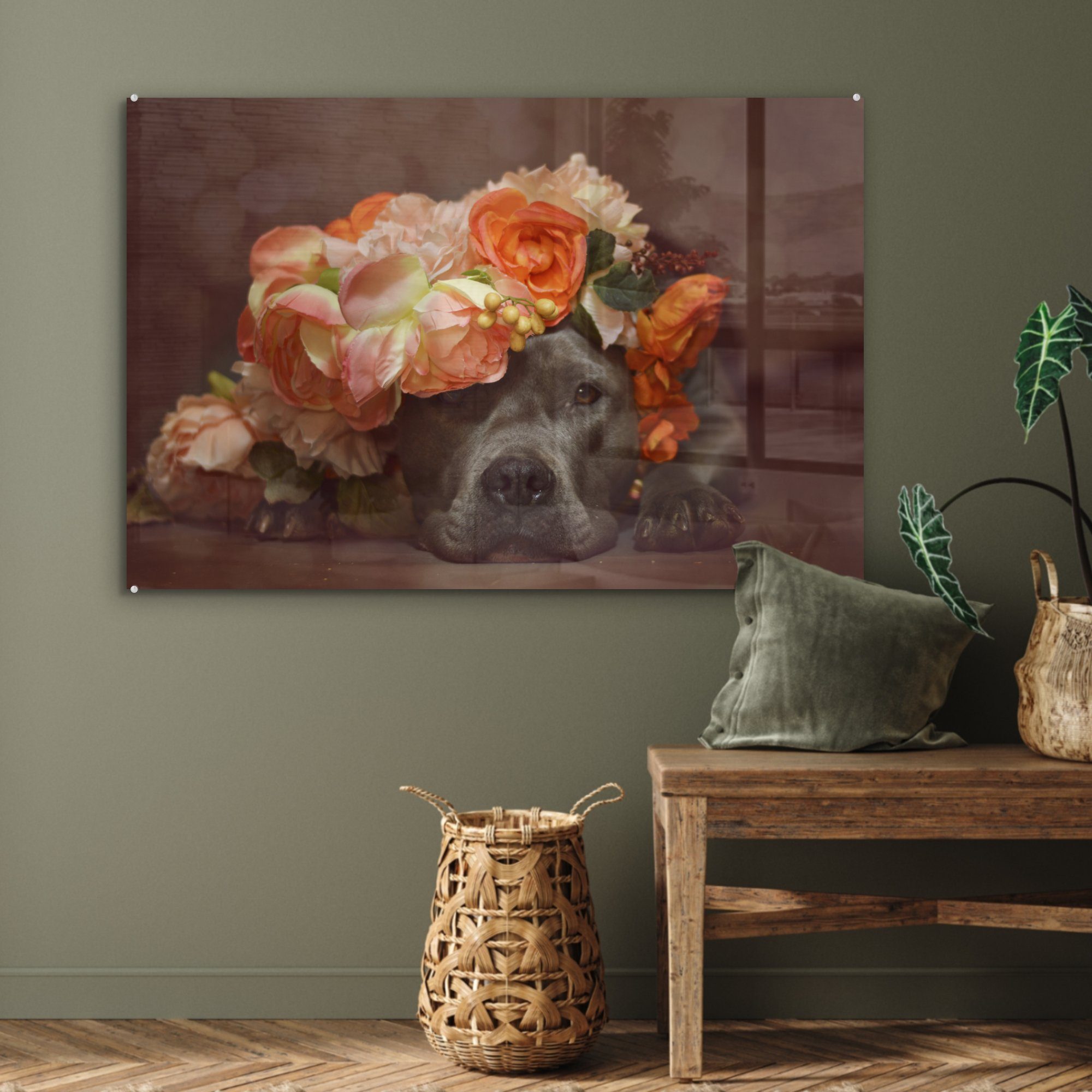 MuchoWow Acrylglasbild Hund Schlafzimmer Wohnzimmer Acrylglasbilder - & St), (1 Pitbull Orange, 