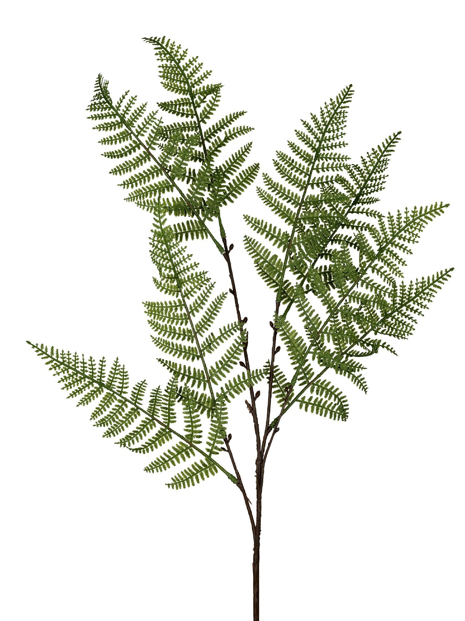 Kunstblume Frühlingszeit, formano, Höhe 76 cm, Farbe: Grün, Motiv: Farn günstig online kaufen