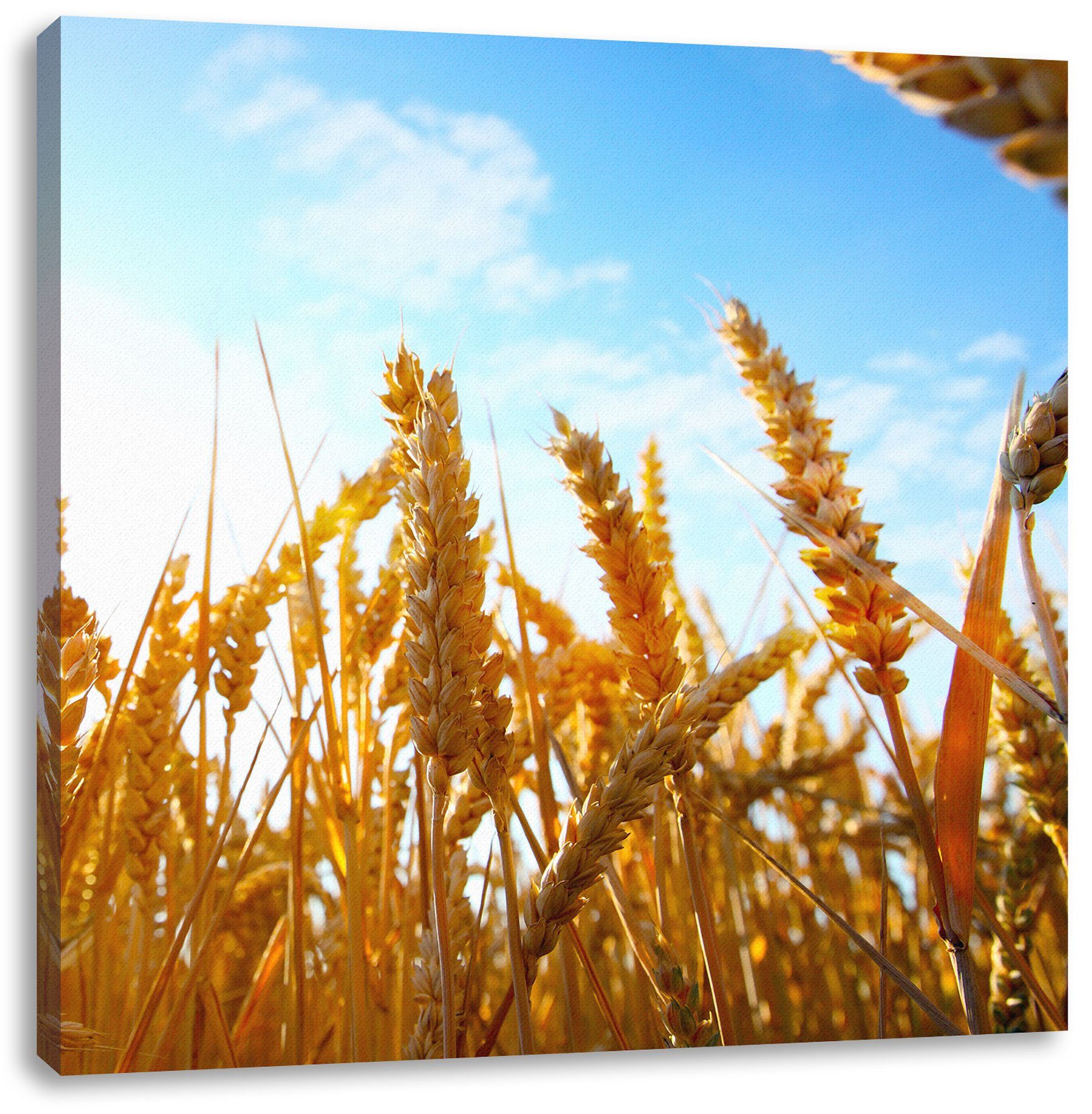 Pixxprint Leinwandbild Getreide im Sonnenschein, Getreide im Sonnenschein (1 St), Leinwandbild fertig bespannt, inkl. Zackenaufhänger