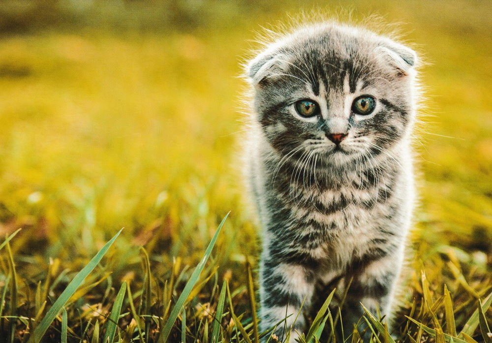 * nbuch mit Kätzchen 18 Postkarte "Kittens süßen Katzen-Motiven chatons" *