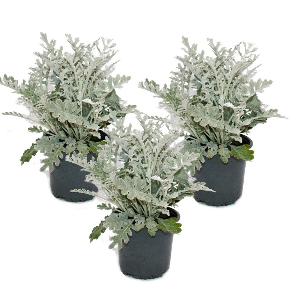 Exotenherz Beetpflanze Senecio maritima Silberblatt Pflanze mit silbrigem Laub 11cm Topf – Bild 2 von 3