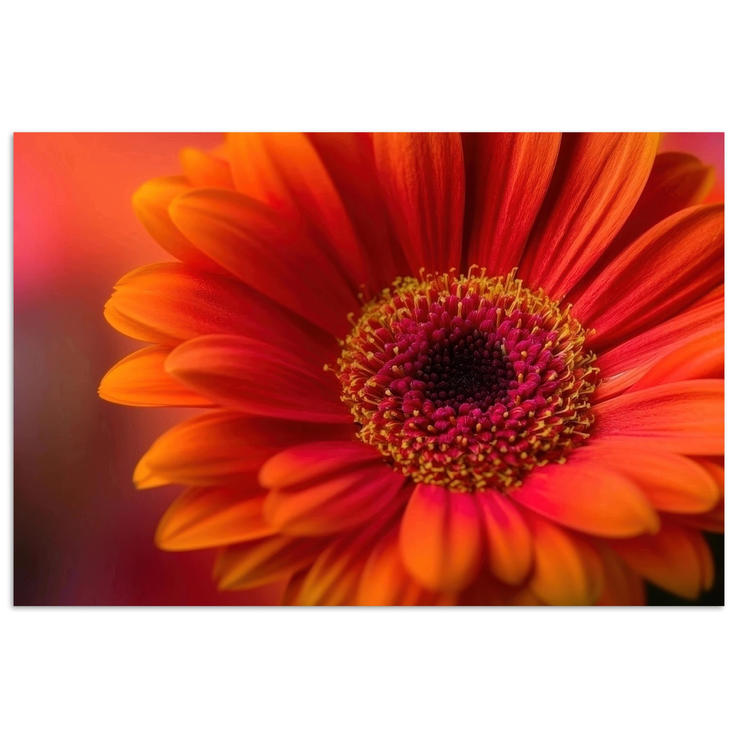 MuchoWow Poster Orange - Gerbera - günstig online kaufen