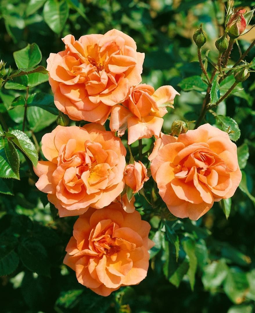 Pflanzen für Dich Rose Rosa Westerland