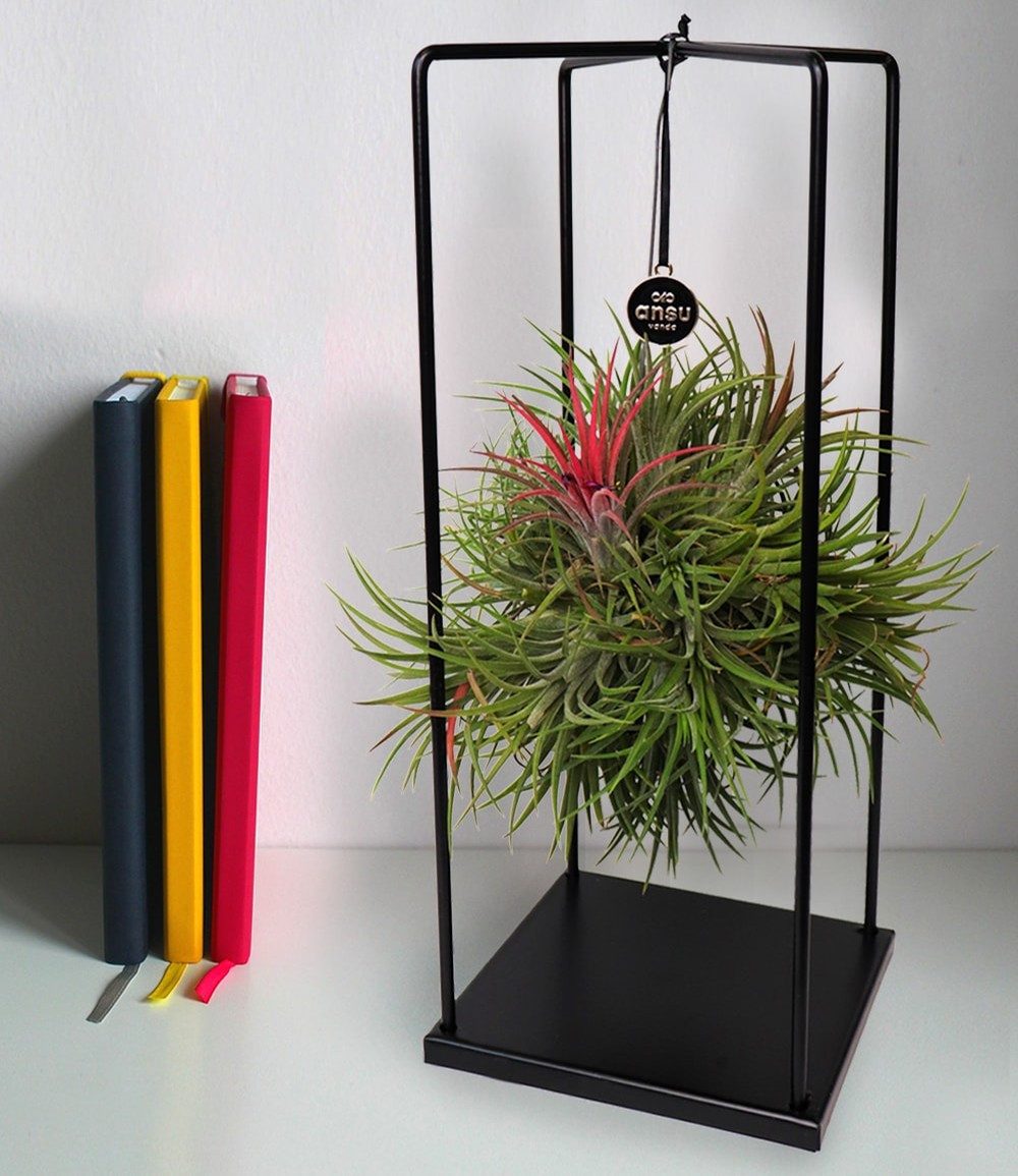 BALDUR Garten Zimmerpflanze Tillandsia 'Magic Ball', 1 St., Bromeliengewächse, pflegeleicht